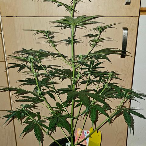 Sunset Sherbet Auto #1 growlog timeline photo