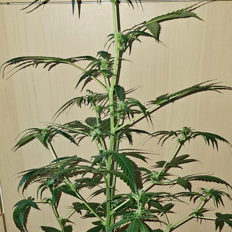 Do-Si-Dos #1 growlog timeline photo