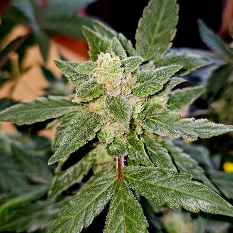 Amnesia Haze Auto #2 growlog timeline photo