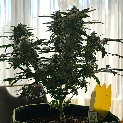 Amnesia Haze Auto #2 growlog timeline photo