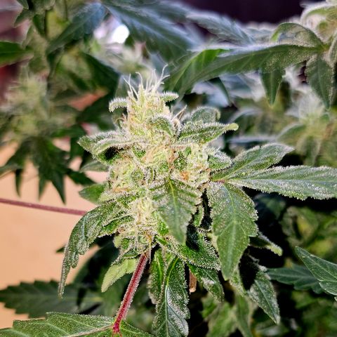 Amnesia Haze Auto #2 growlog timeline photo