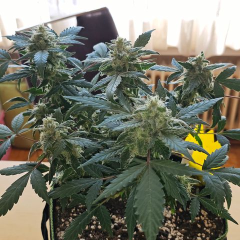 Amnesia Haze Auto #2 growlog timeline photo