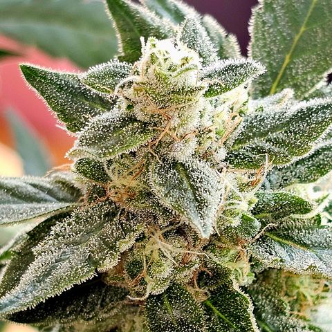 Amnesia Haze Auto #2 growlog timeline photo