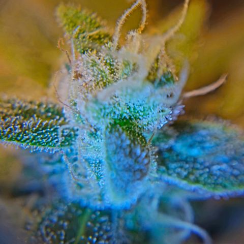 Amnesia Haze Auto #2 growlog timeline photo