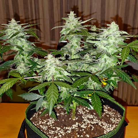 Amnesia Haze Auto #2 growlog timeline photo