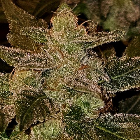 Amnesia Haze Auto #2 growlog timeline photo