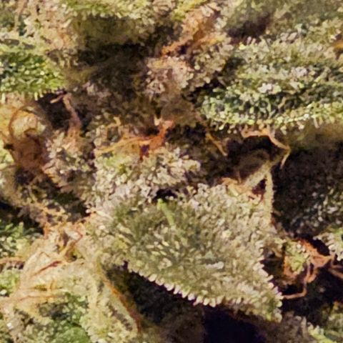 Amnesia Haze Auto #2 growlog timeline photo
