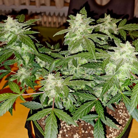 Amnesia Haze Auto #2 growlog timeline photo