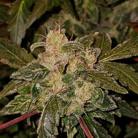 Amnesia Haze Auto #2 growlog timeline photo