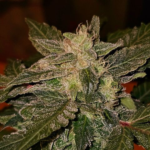 Amnesia Haze Auto #2 growlog timeline photo