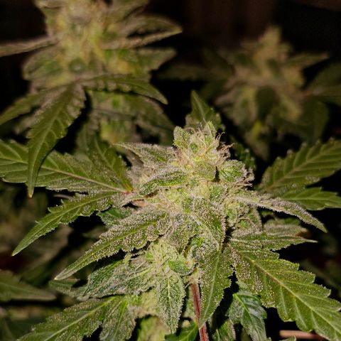 Amnesia Haze Auto #2 growlog timeline photo