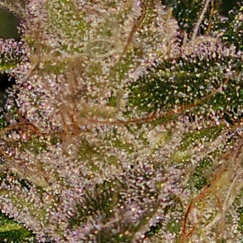 Amnesia Haze Auto #2 growlog timeline photo