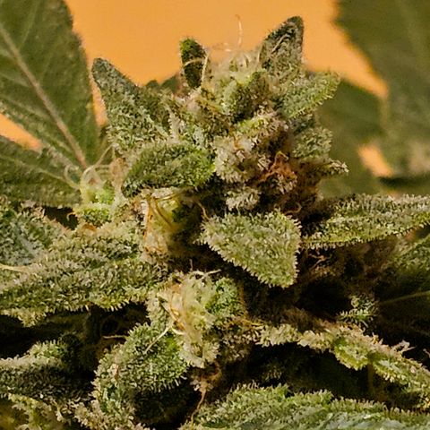 Amnesia Haze Auto #2 growlog timeline photo