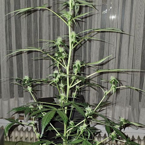 Do-Si-Dos #1 growlog timeline photo