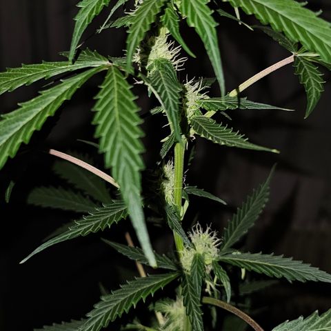 Do-Si-Dos #1 growlog timeline photo