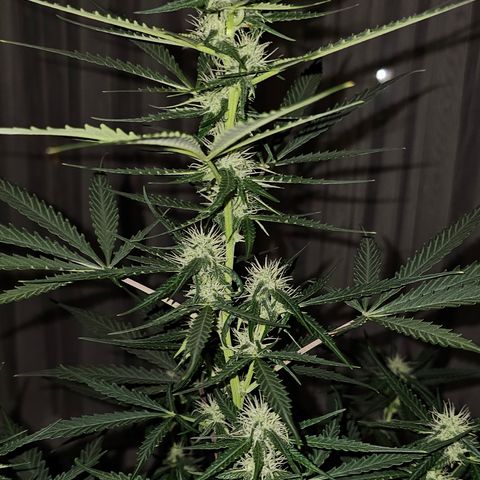 Sunset Sherbet Auto #1 growlog timeline photo