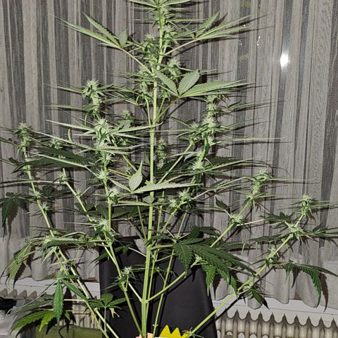 Sunset Sherbet Auto #1 growlog timeline photo