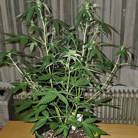 Apple Fritter Auto #1 growlog timeline photo