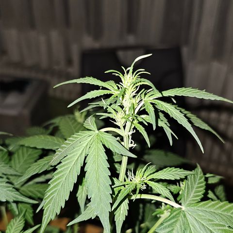 Apple Fritter Auto #1 growlog timeline photo