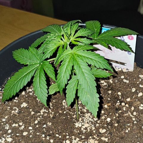 Runtz Auto growlog timeline photo