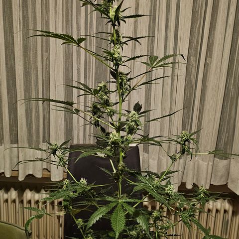 Do-Si-Dos #1 growlog timeline photo