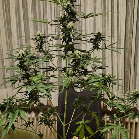 Sunset Sherbet Auto #1 growlog timeline photo