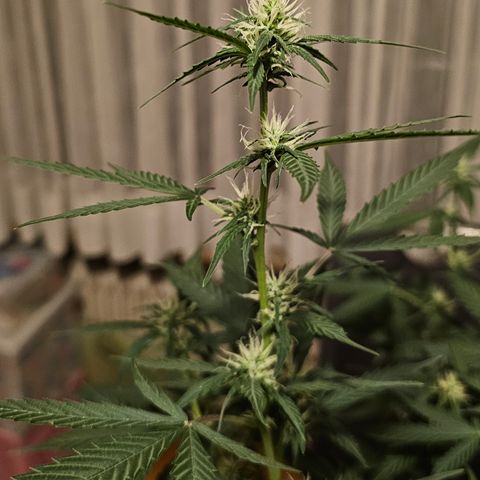 Apple Fritter Auto #1 growlog timeline photo