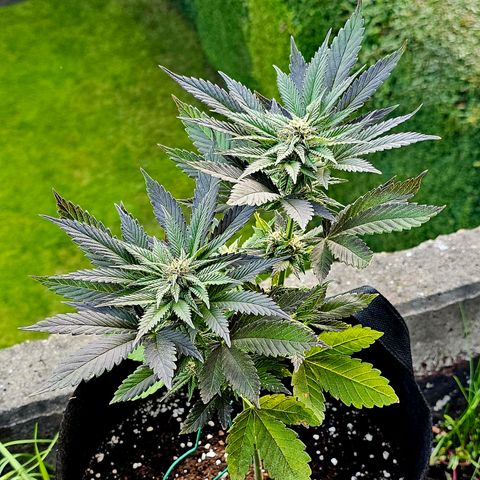 April Ape #2 growlog timeline photo