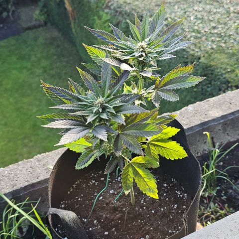 April Ape #2 growlog timeline photo