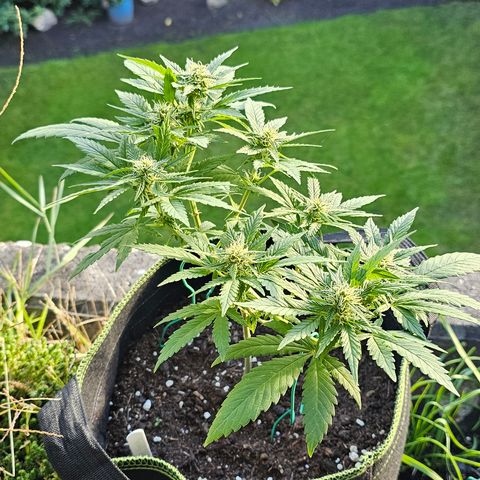 Good April #1 growlog timeline photo