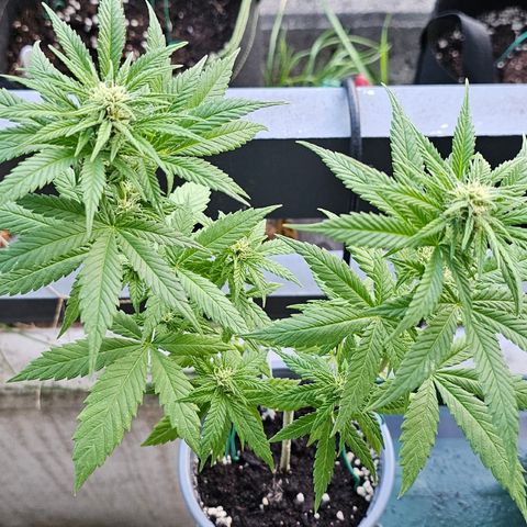 Stinky May #1 growlog timeline photo