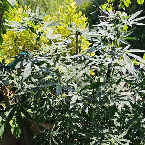 Blueberry Bubba #2 growlog timeline photo