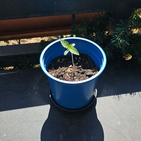 Hyperion F1 growlog timeline photo