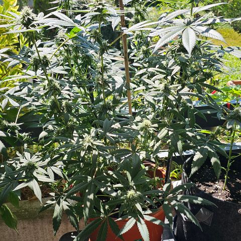 Blueberry Bubba #2 growlog timeline photo