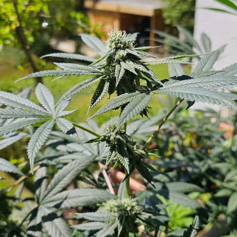 Blueberry Bubba #2 growlog timeline photo