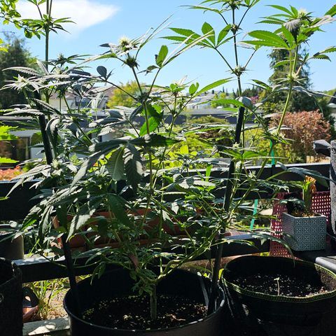 12.2. growlog timeline photo