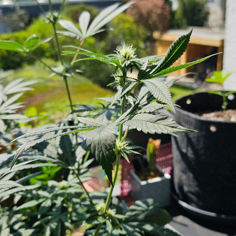 12.2. growlog timeline photo
