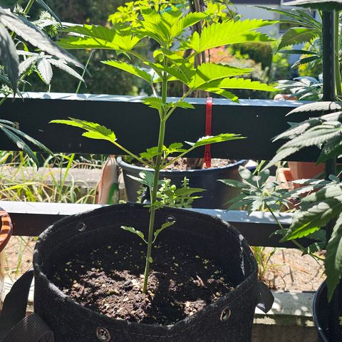 Gorilla Cookies Auto growlog timeline photo