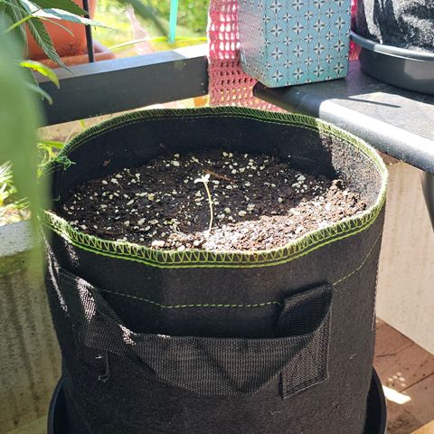 OG Kush Auto growlog timeline photo