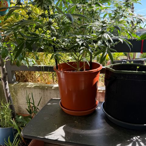 Blueberry Bubba #2 growlog timeline photo
