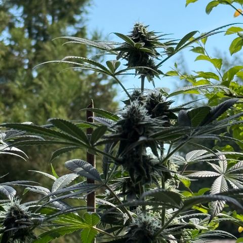 Blueberry Bubba #2 growlog timeline photo