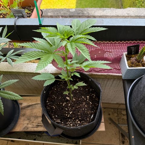 Gorilla Cookies Auto growlog timeline photo