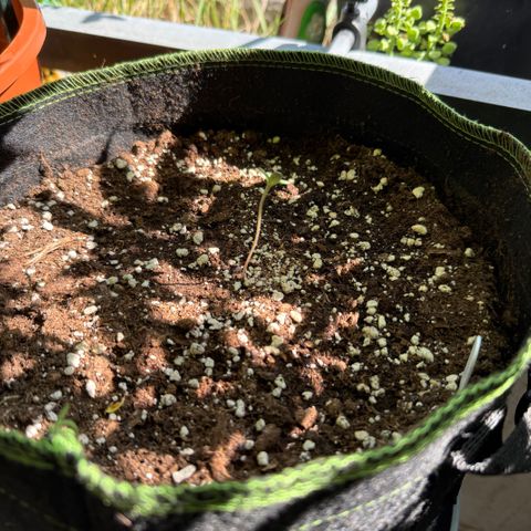 OG Kush Auto growlog timeline photo
