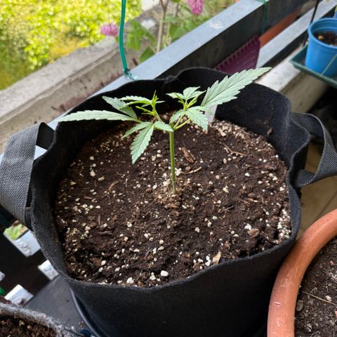 Ghost Train Haze #2 growlog timeline photo