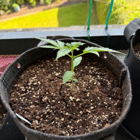 Hyperion F1 growlog timeline photo
