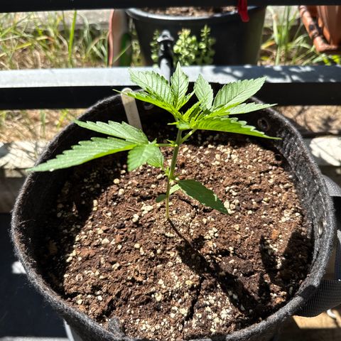 Hyperion F1 growlog timeline photo
