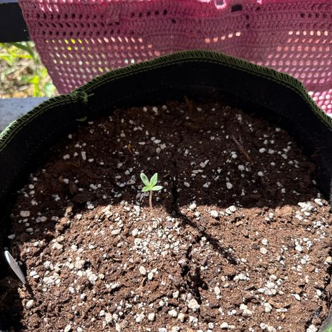 OG Kush Auto growlog timeline photo