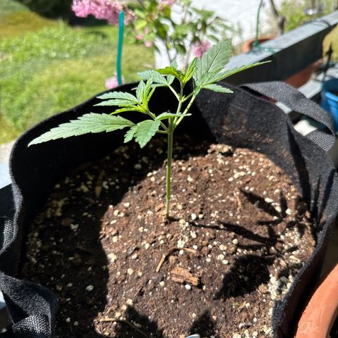 Ghost Train Haze #2 growlog timeline photo