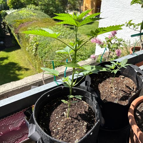 Gorilla Cookies Auto growlog timeline photo