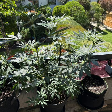12.2. growlog timeline photo